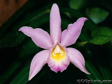 ORQUIDEA