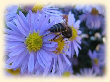 ABEJAS Y FLORES