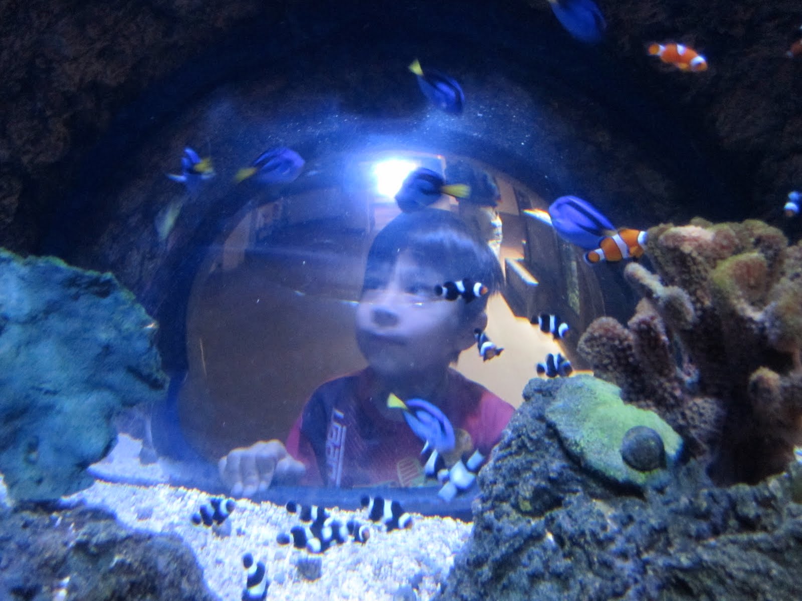 [Sea-Life-Aquarium-Pop-Up.JPG]