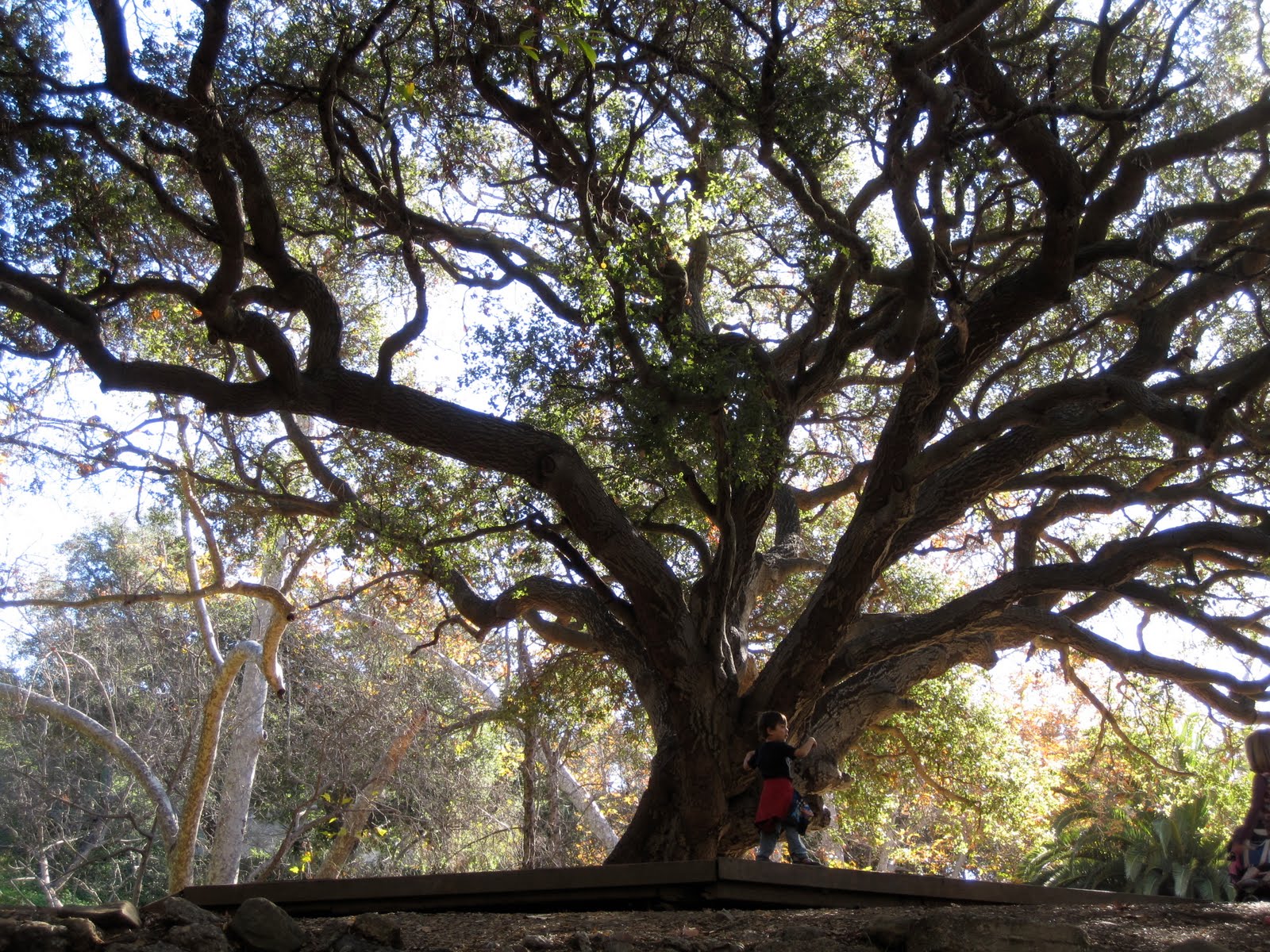 [Temescal-Gateway-Park-Wooded-Platform.JPG]