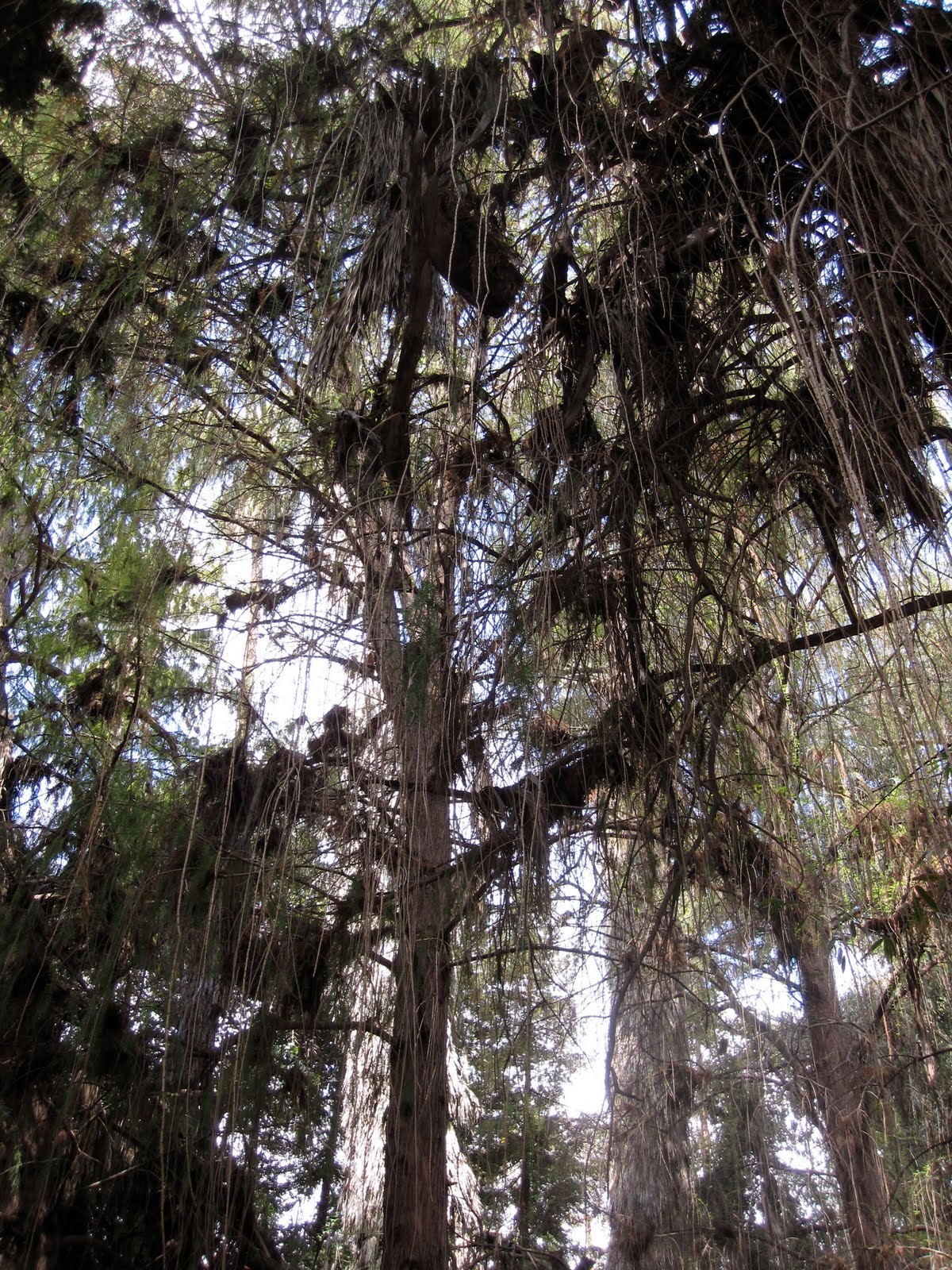 [The-Arboretum-Forest.JPG]