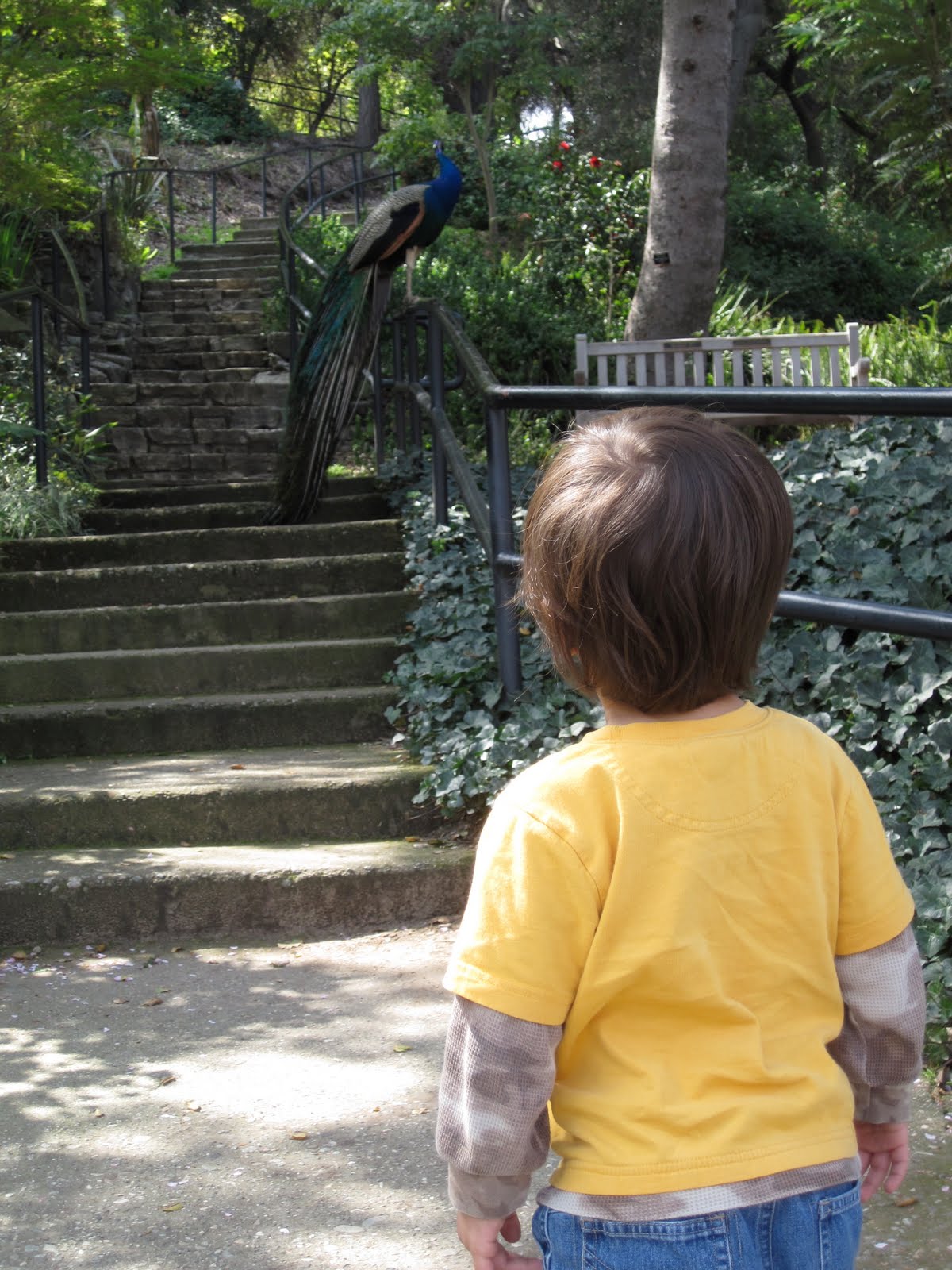 [The-Arboretum-Kid-With-Peacock.JPG]