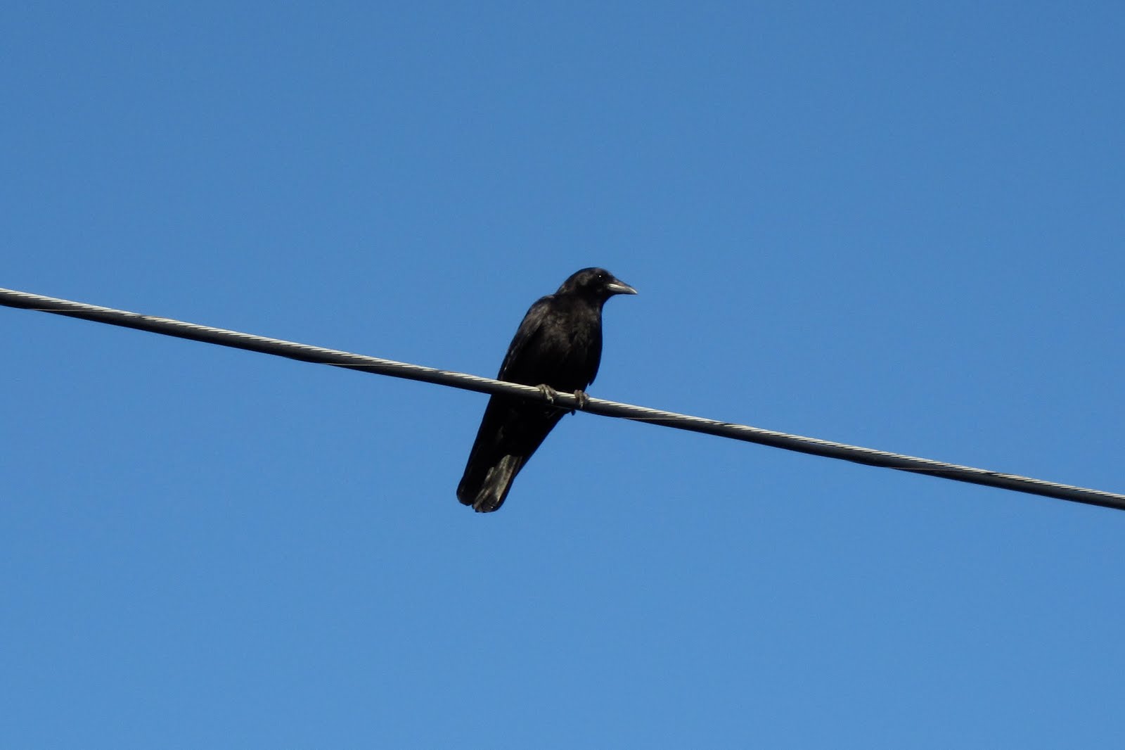 [Fun-Friday-Wildlife-Watching-crow.JPG]