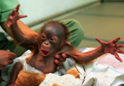 pictures of abies. funny funny pics of babies. pictures of abies. funny