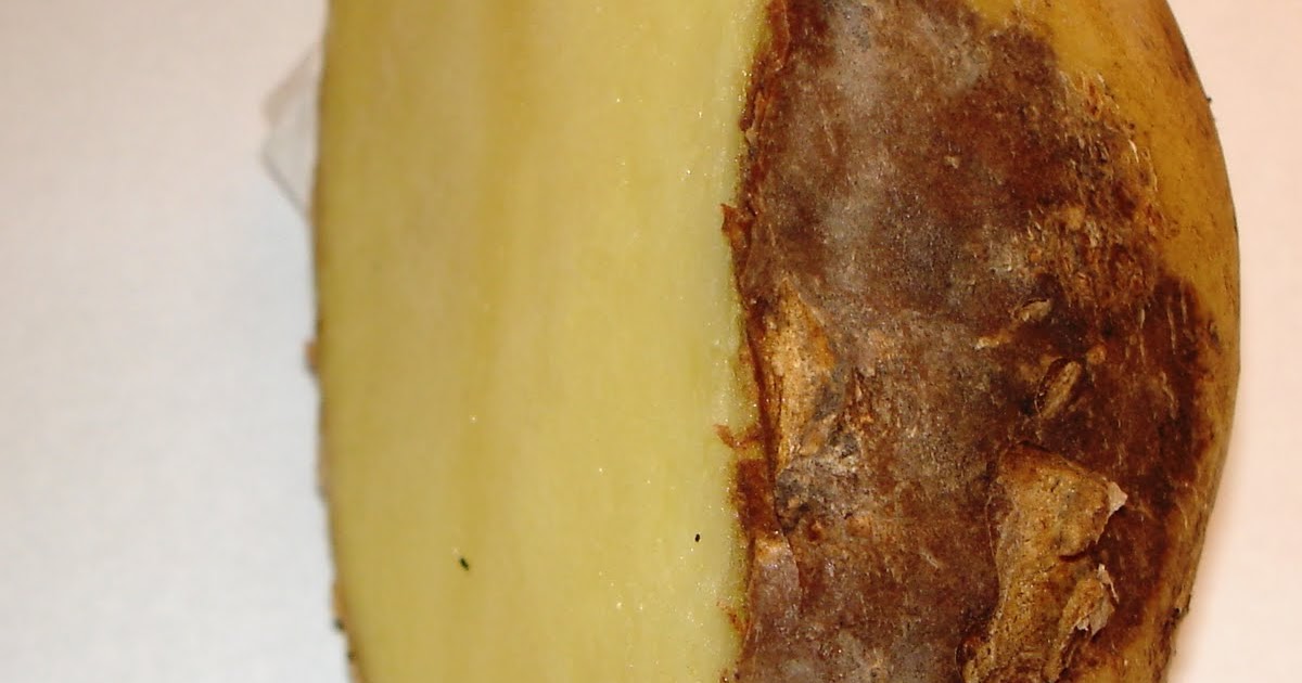 Paul Gans Tobacco Necrosis Virus in potatoes