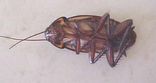 [RoachOnBackMVC-007S.JPG]