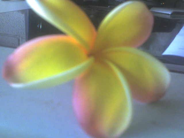[plumeria.jpg]