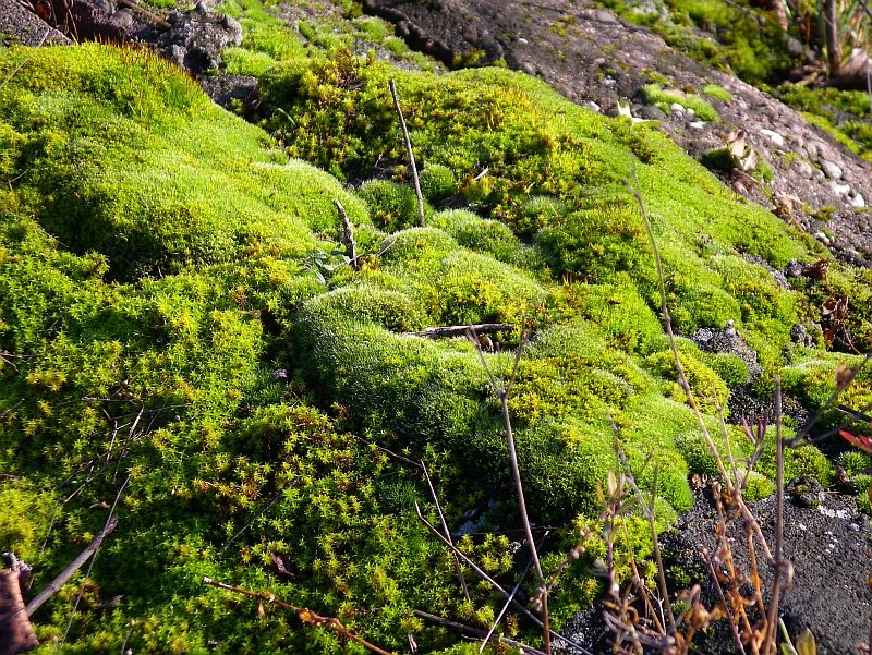 [moss.jpg]
