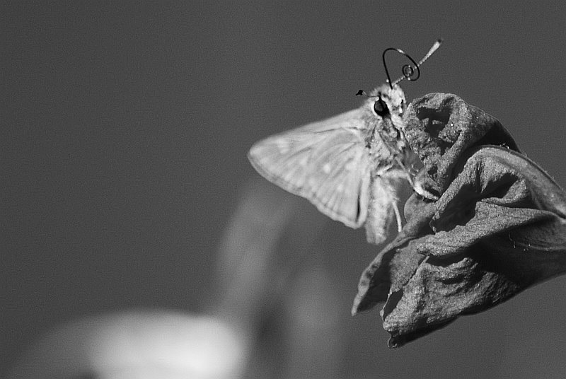 [moth2.jpg]