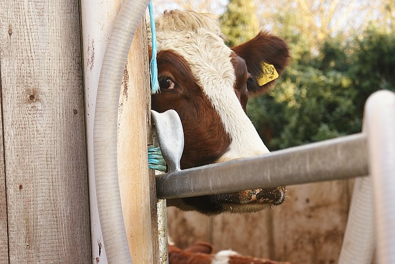 [cow2.jpg]