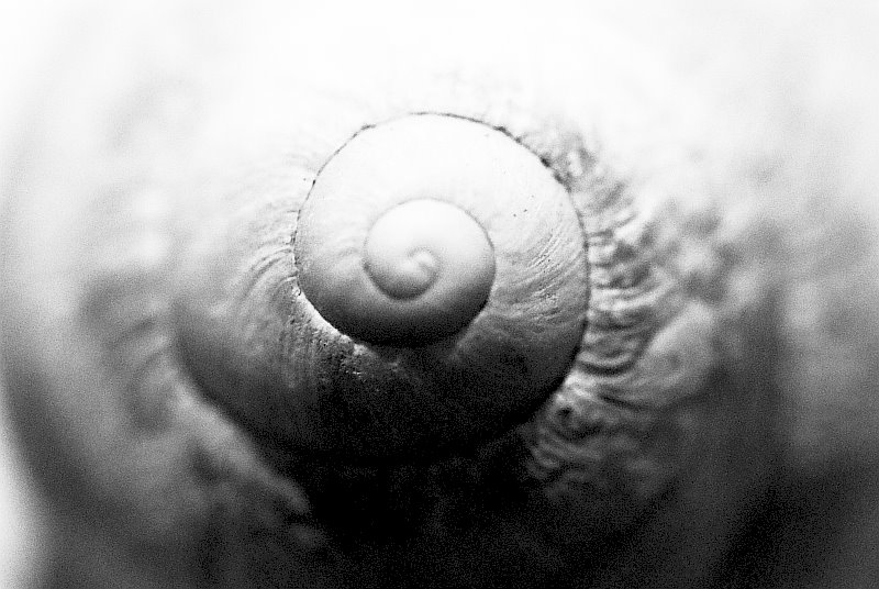 [snail4.jpg]