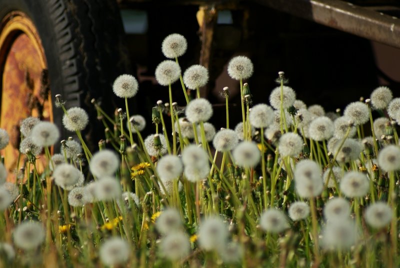[dandelion1.jpg]