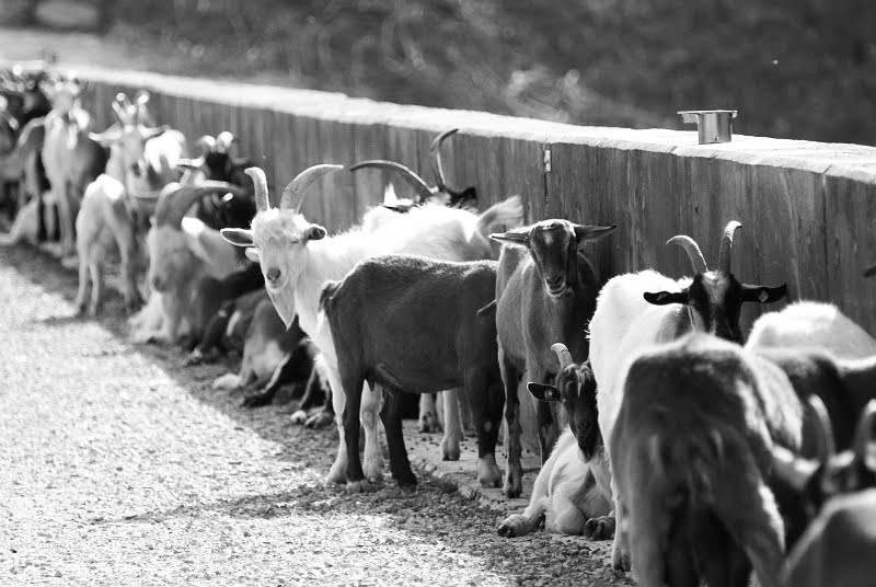 [goatsinarow.jpg]