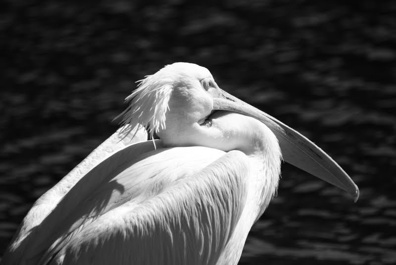 [pelican.jpg]