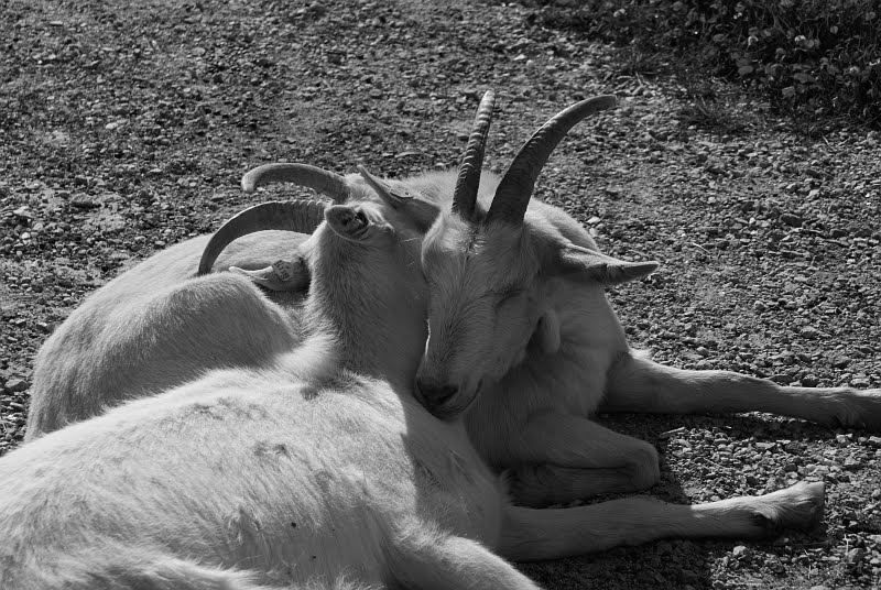 [sleepinggoats.jpg]