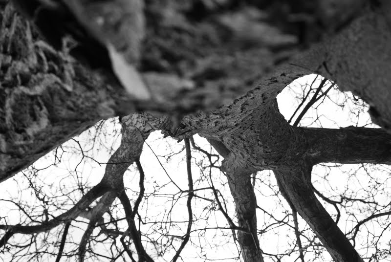 [tree2.jpg]