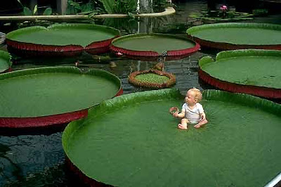 Giant Water Lilies