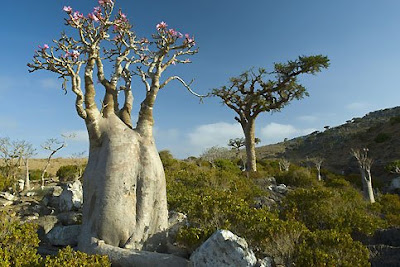 Bottle-tree desert rose (Adenium obesum socotranum) endemic to