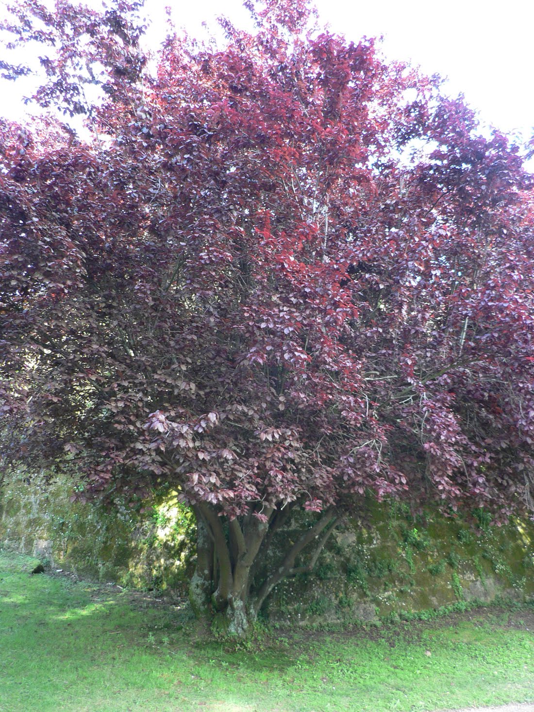 Prunus cerasifera (CIRUELO