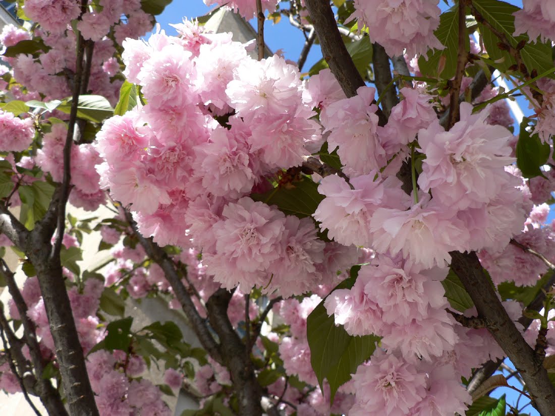 Prunus serrulata Lindl (CEREZO