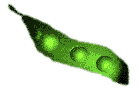 soybean, edamame
