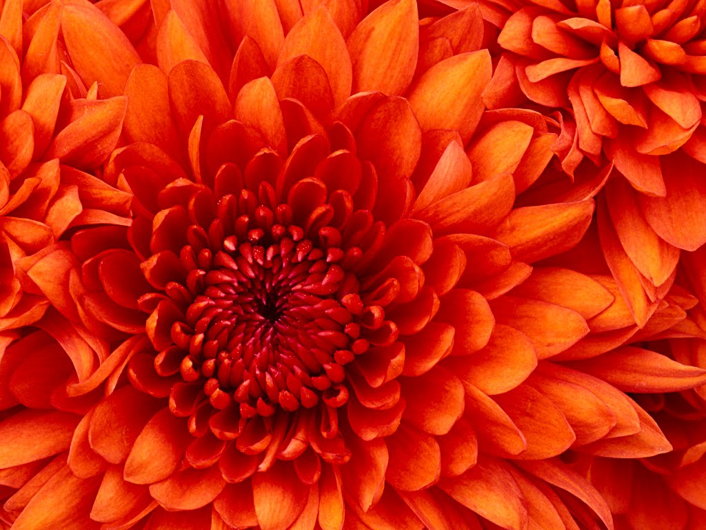 http://4.bp.blogspot.com/_vRQt7IgxJWA/S7M25rugnQI/AAAAAAAAADs/EvEu36nDKPw/s1600/Chrysanthemum.jpg