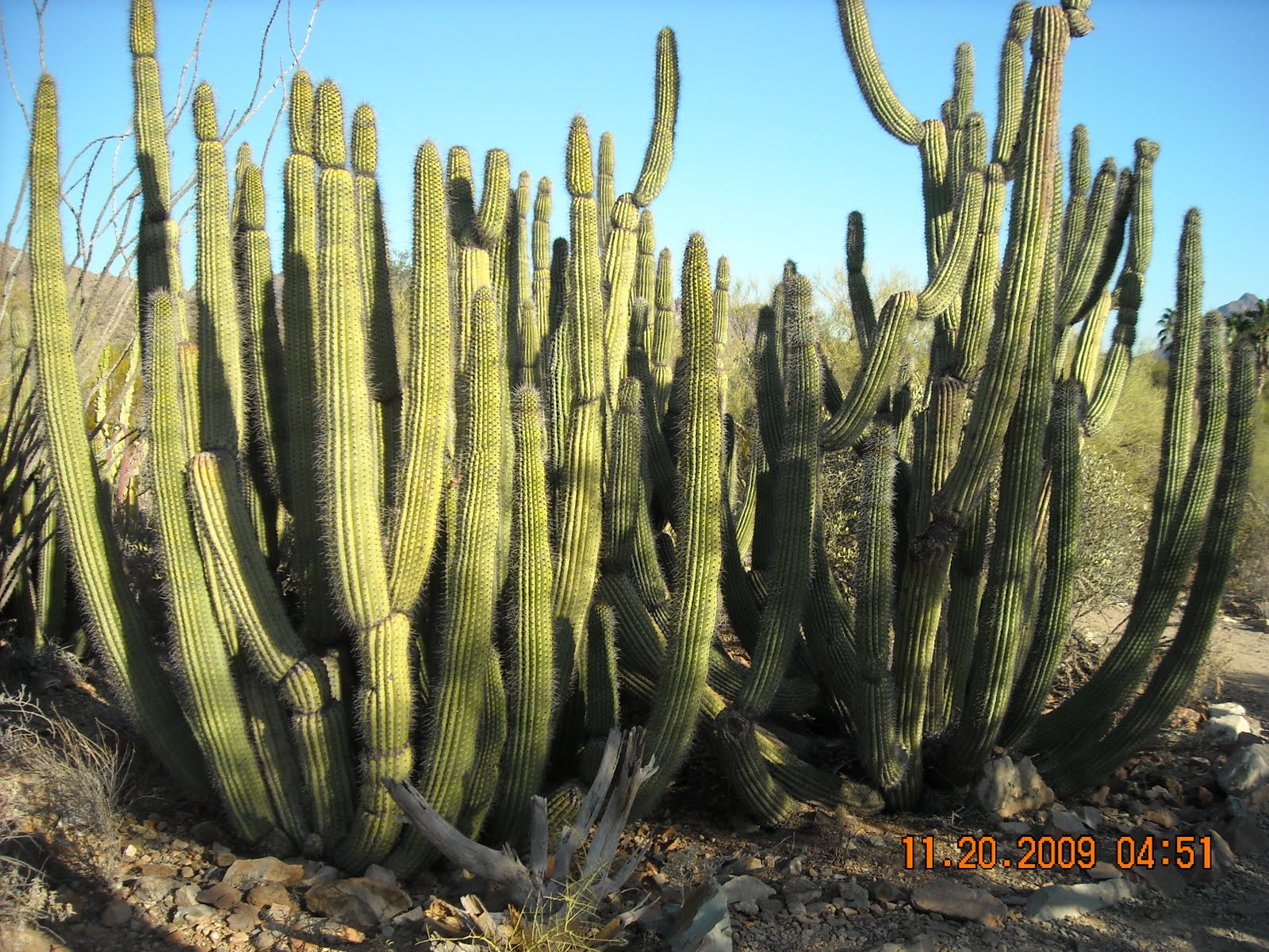 desert plants arizona