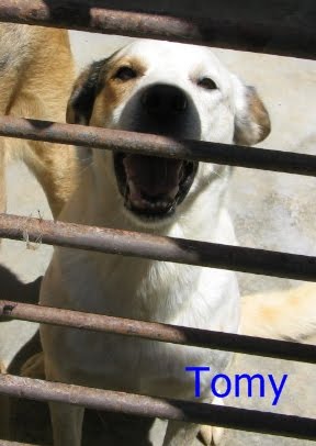 [tomy.JPG]