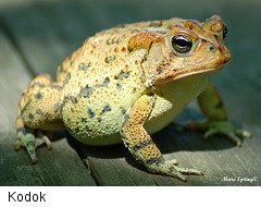 Kodok
