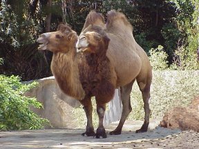 ROL:CI: EAS II //ARCO-2 [SAGA 2: Arca del Mundo. Un Sogukkense ¿entre nosotros?]\\ - Página 9 Two-headed+camel