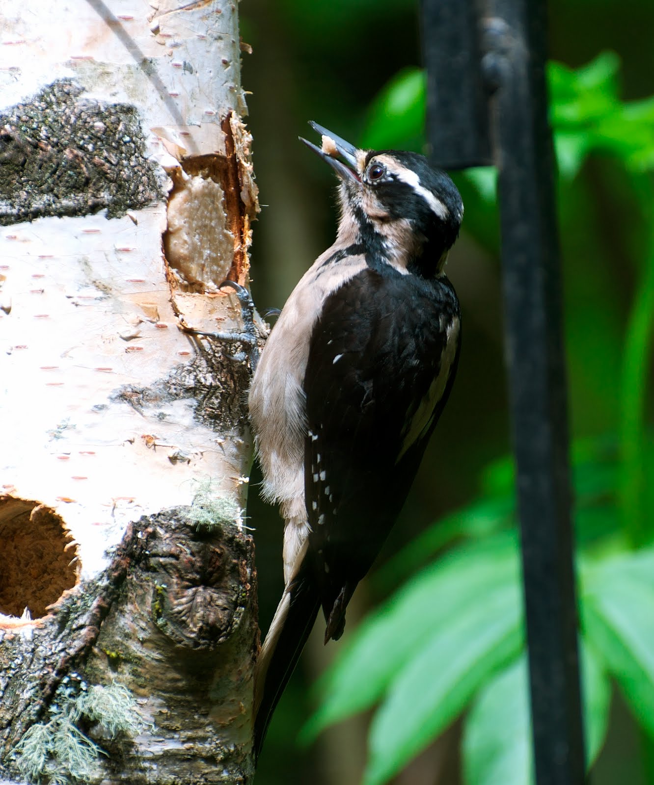 hairy woodpecker hairy woodpecker