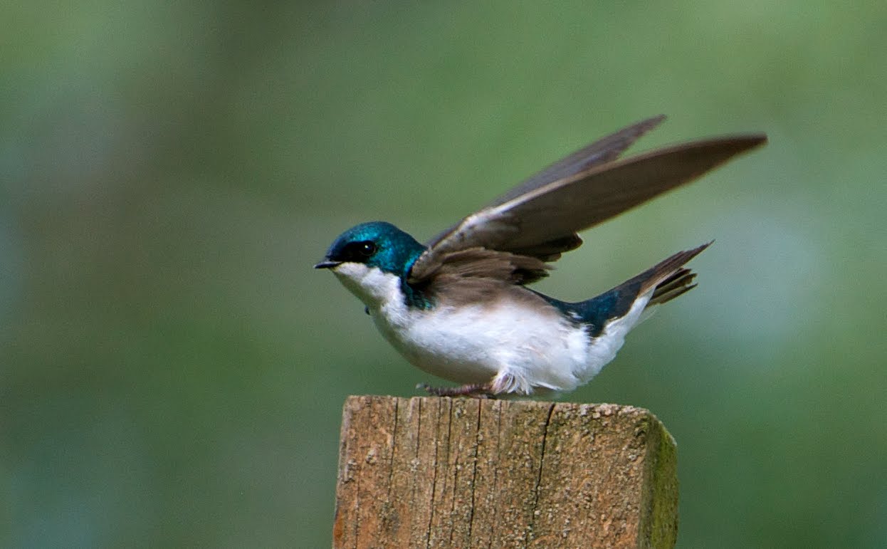 Nw bird blog tree swallow Nw bird blog tree swallow