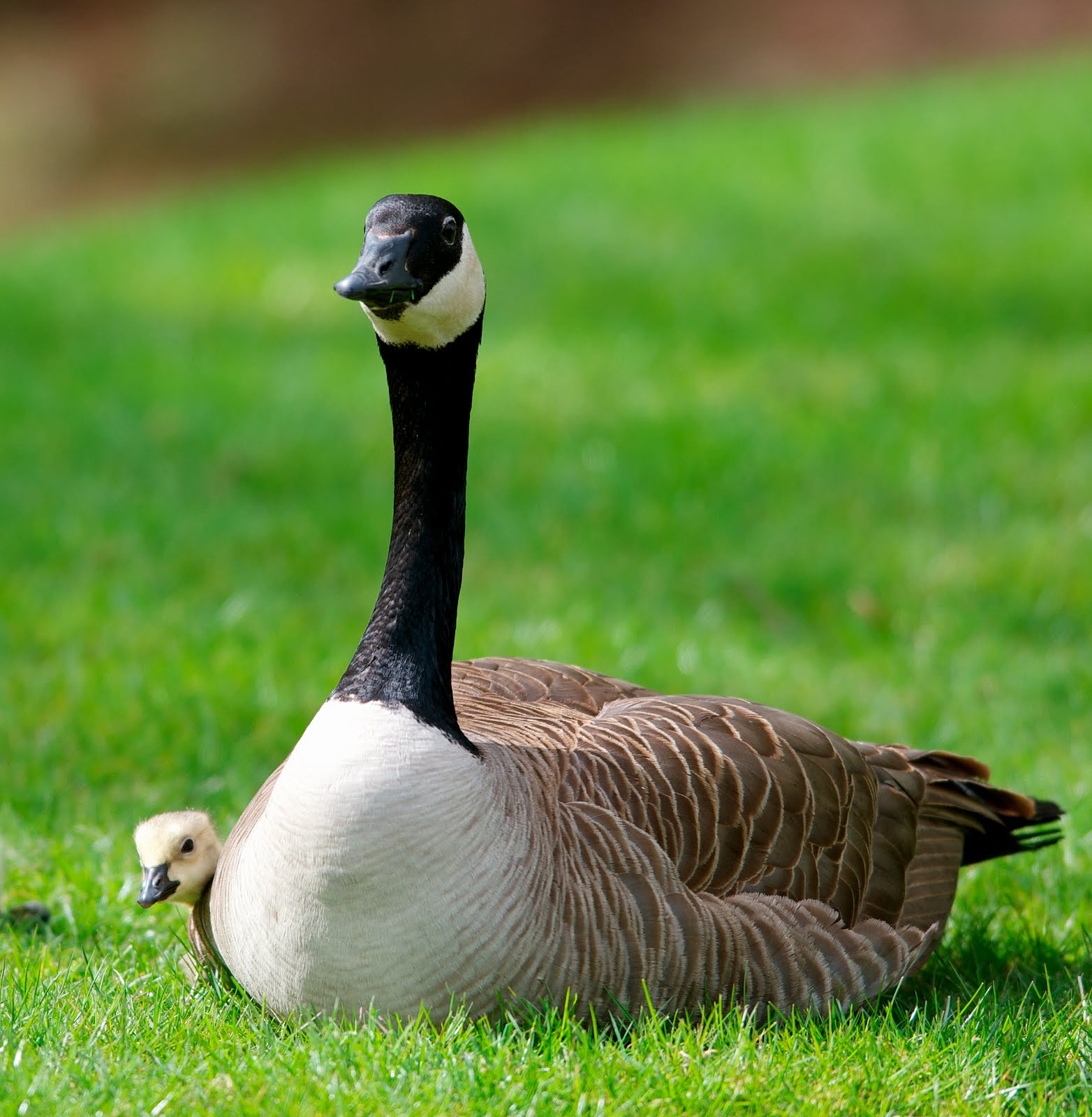 Goose Fight! Which Sex Is The Real Aggressor? - nf4ymbl