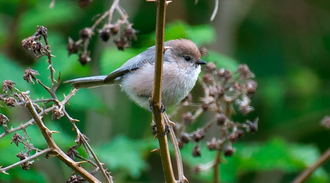 NW Bird Blog Bushtit