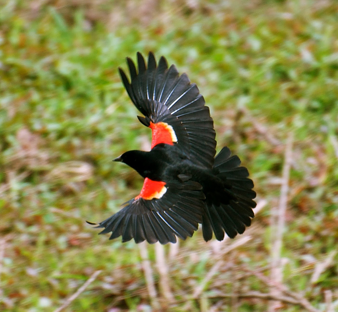 nw bird blog red winged blackbird nw bird blog red winged blackbird