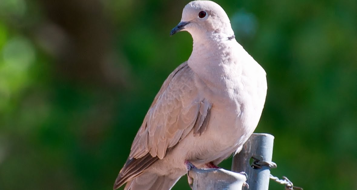 NW Bird Blog Eurasian CollaredDove