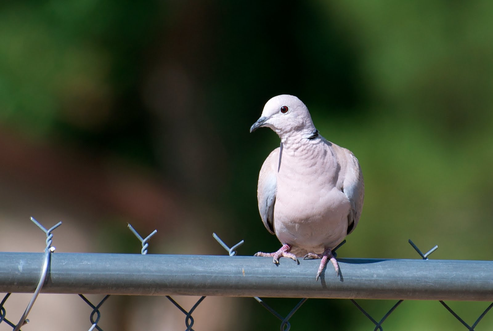NW Bird Blog Eurasian CollaredDove