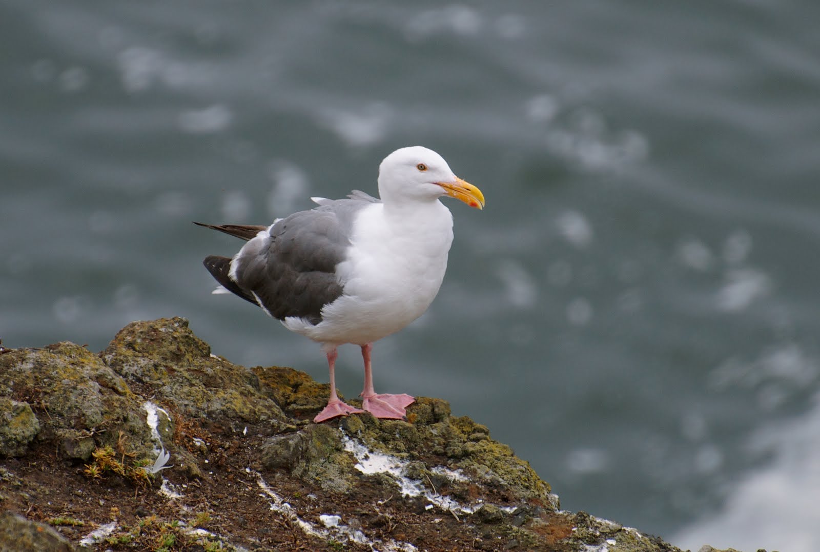 NW Bird Blog Herring Gull