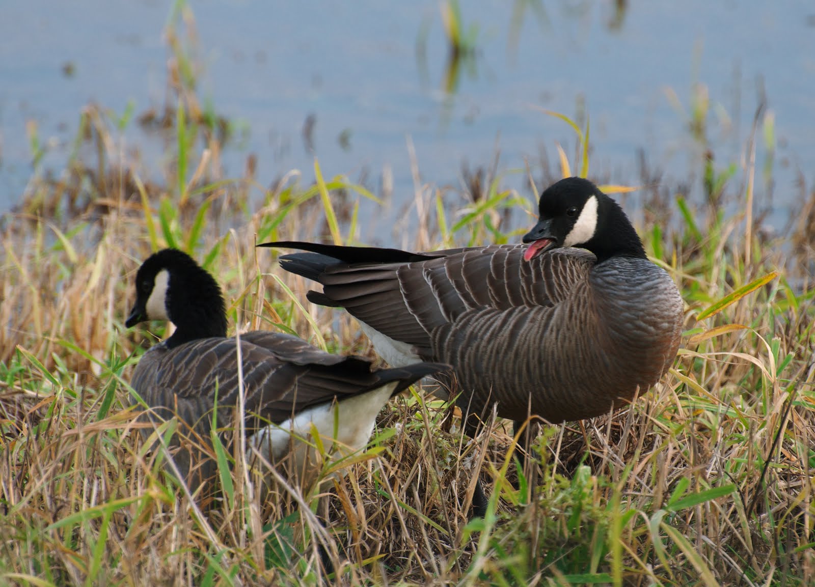 NW Bird Blog Cackling Goose Hissing
