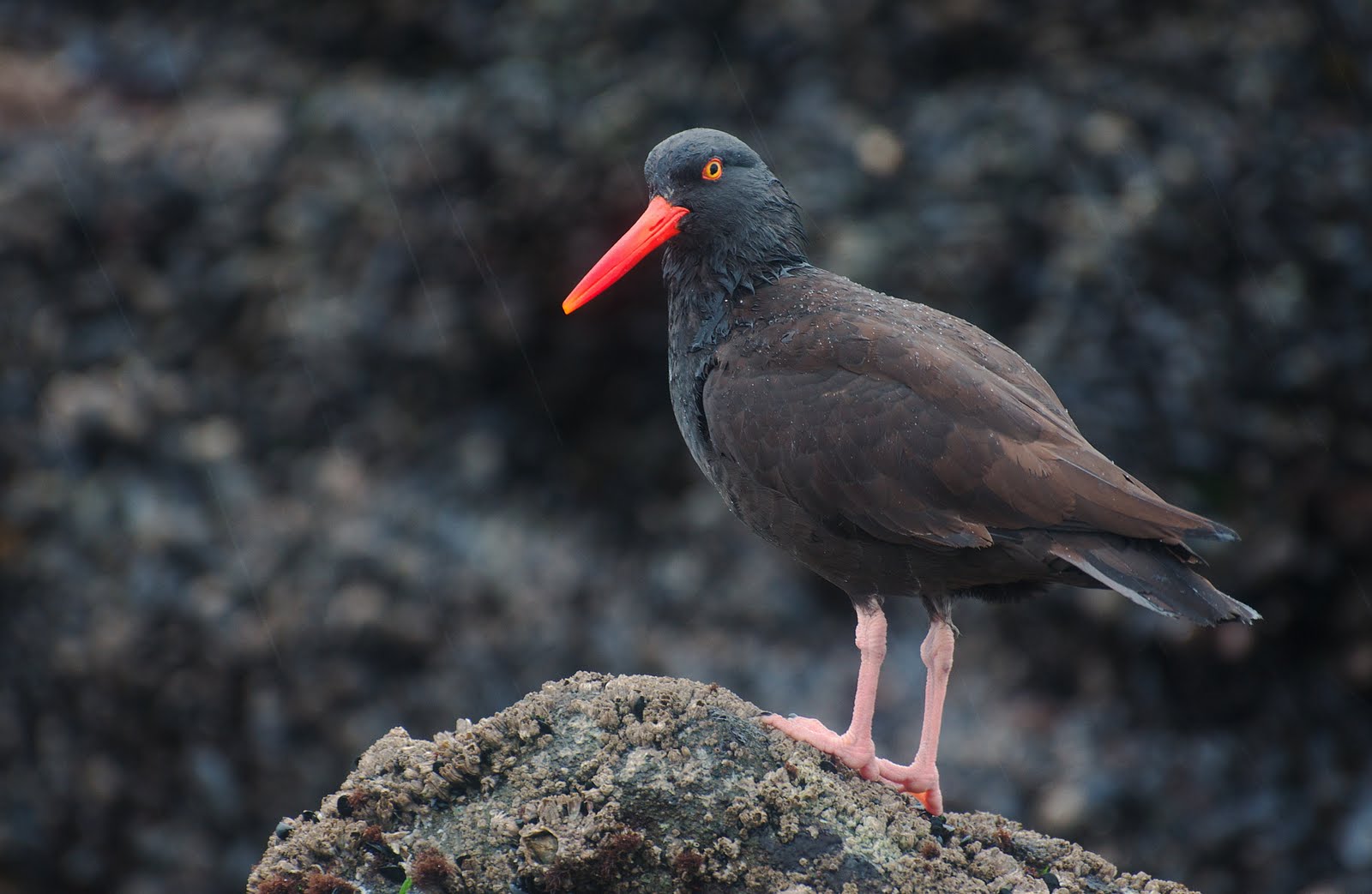 NW Bird Blog Black Oystercatcher
