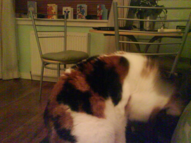 [image-upload-294-775741.jpe]