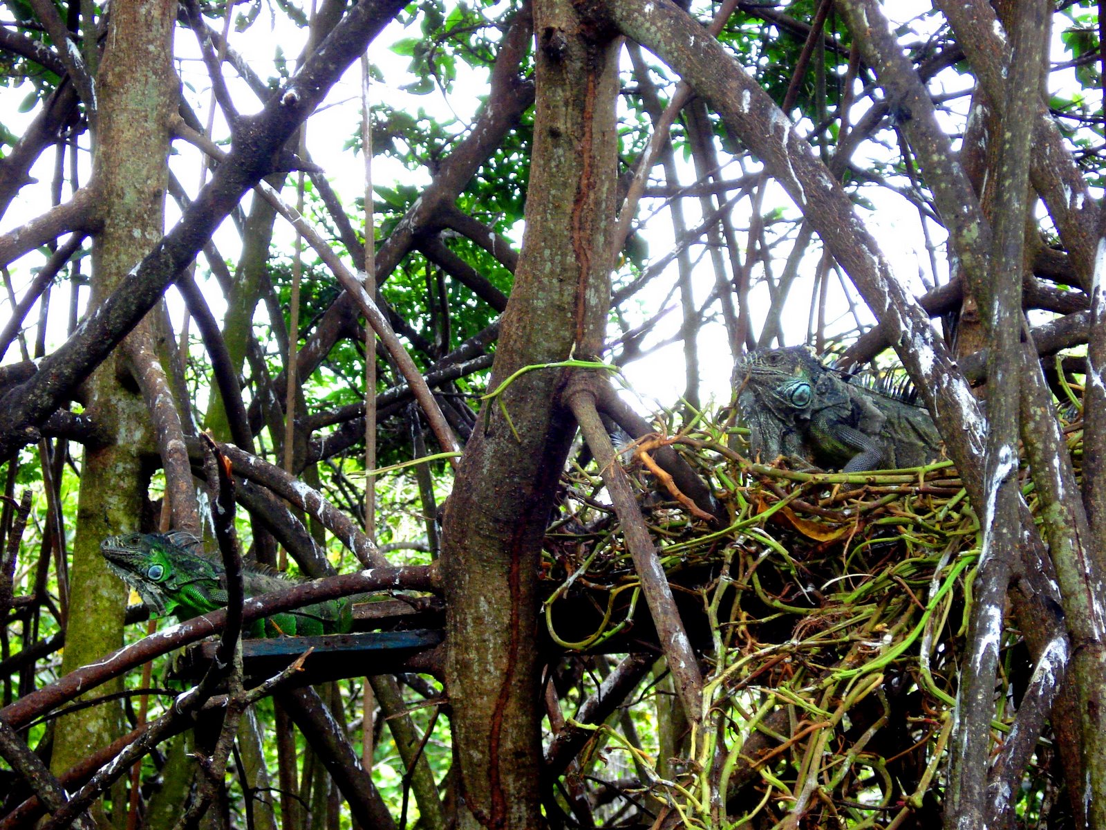 [Iguana+Jungle+Oaxaca.JPG]