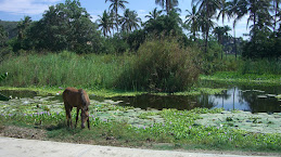 Lily pond