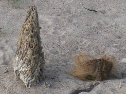 Beach Still Life