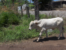 Brahama calf