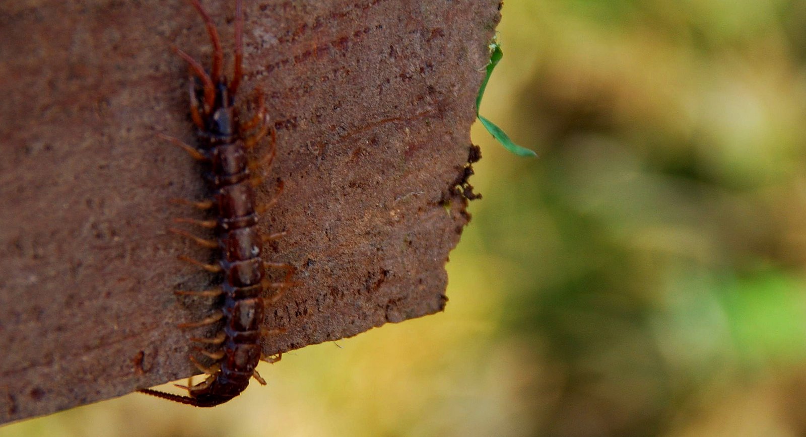 [Centipede.jpg]