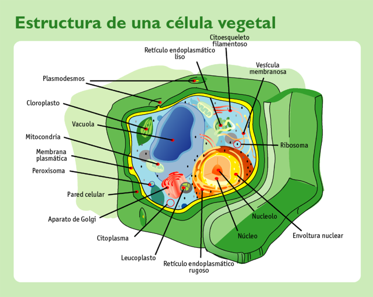 celula animal y sus partes. celula vegetal y sus partes y