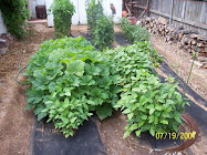 My Vegetable Garden In Summer...
