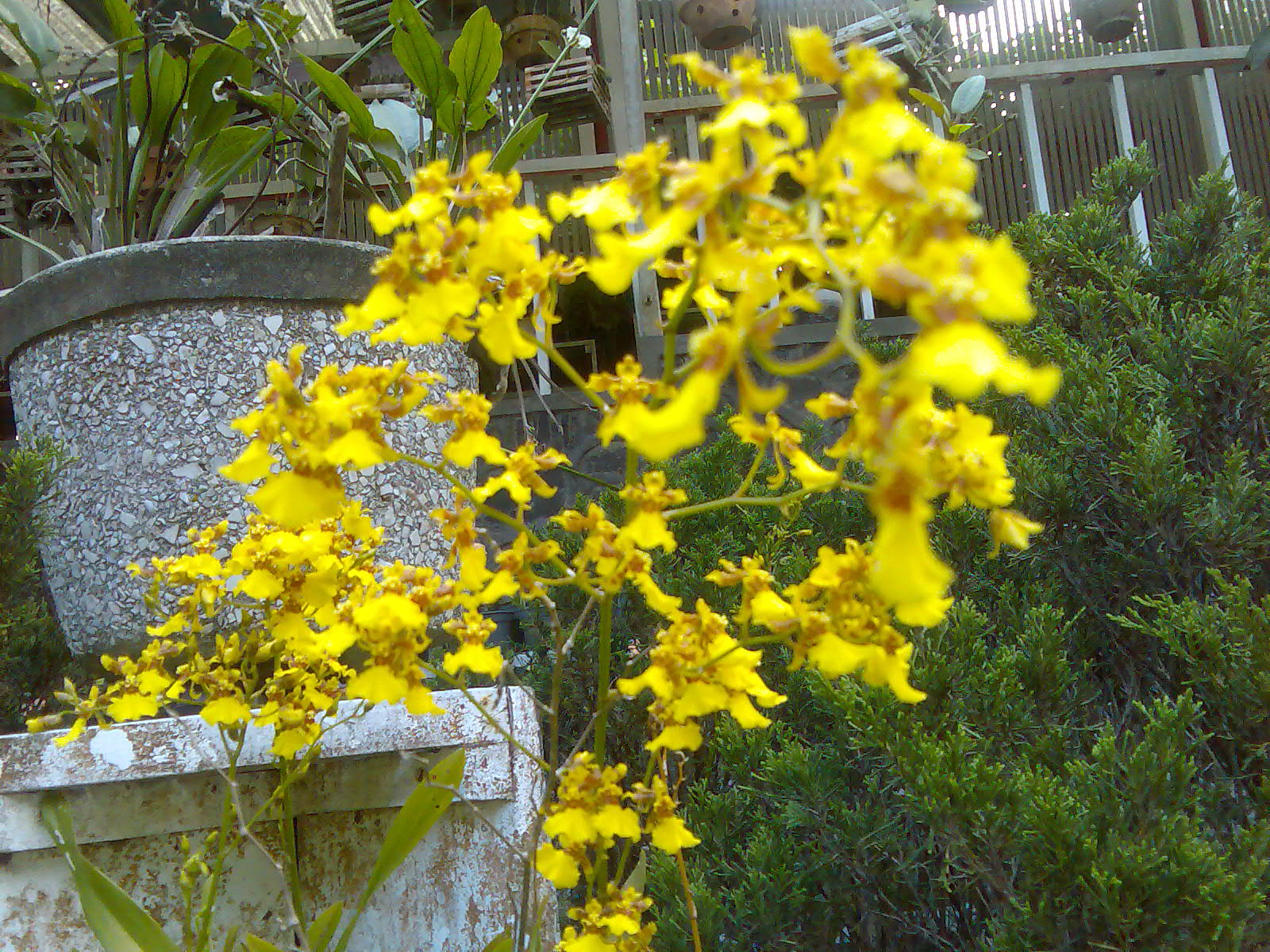 [Image098.jpg]