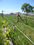 Roblar Vineyards in Spring